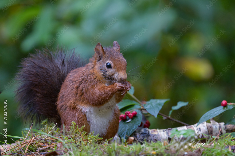 Canvas Prints red squirrel in a forest setting with a green background.