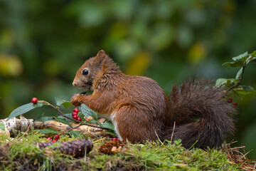 Red squirrel in a forest setting with a green background.