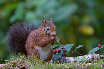 Red squirrel in a forest setting with a green background.
