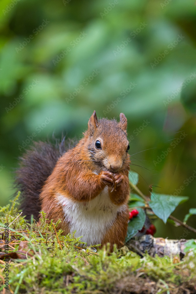 Canvas Prints red squirrel in a forest setting with a green background.