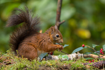 Red squirrel in a forest setting with a green background.