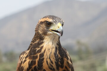 Retrato de un Gavilán en Peru 