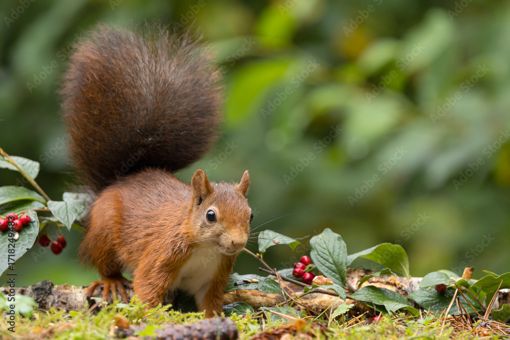Canvas Prints red squirrel in a forest setting with a green background.