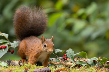 Red squirrel in a forest setting with a green background.