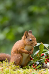 Red squirrel in a forest setting with a green background.