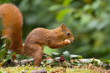Red squirrel in a forest setting with a green background.
