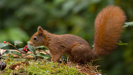 Red squirrel in a forest setting with a green background.