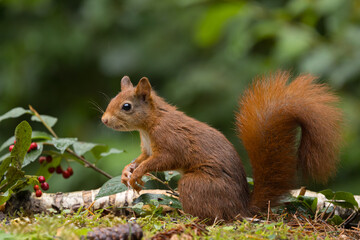 Red squirrel in a forest setting with a green background.