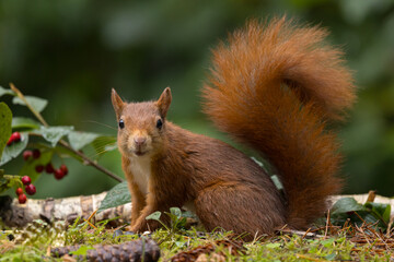 Red squirrel in a forest setting with a green background.