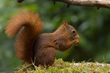 Red squirrel in a forest setting with a green background.
