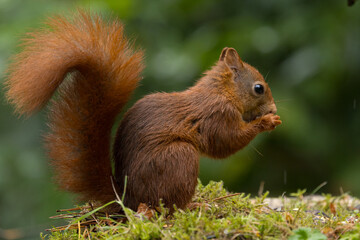 Red squirrel in a forest setting with a green background.