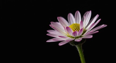 Close up of a daisy with pink tips on a black background