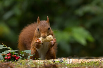 Red squirrel in a forest setting with a green background.