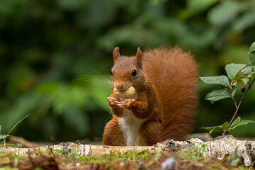 Red squirrel in a forest setting with a green background.