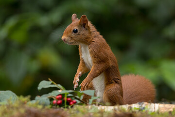 Red squirrel in a forest setting with a green background.