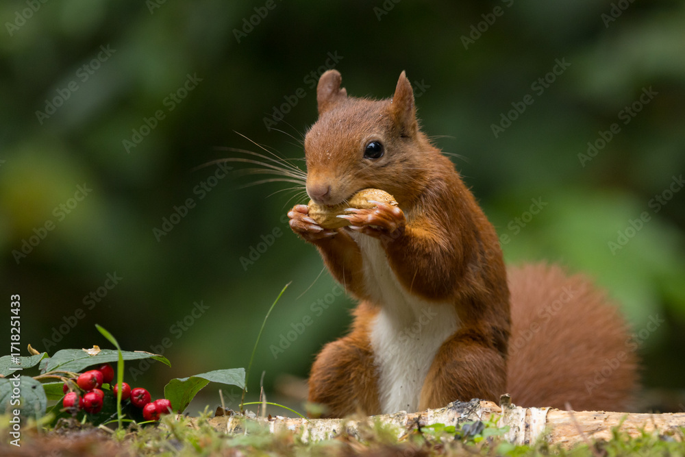 Canvas Prints red squirrel in a forest setting with a green background.