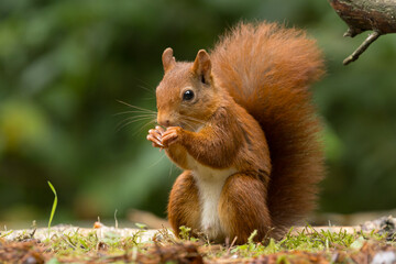 Red squirrel in a forest setting with a green background.