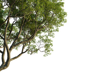 Cinnamomum parthenoxylon Tree corner cutout transparent isolate on background