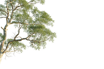 Eucalyptus saligna Tree corner view 4k cutout