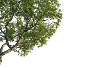 Ficus microcarpa Tree corner 4k isolate cutout