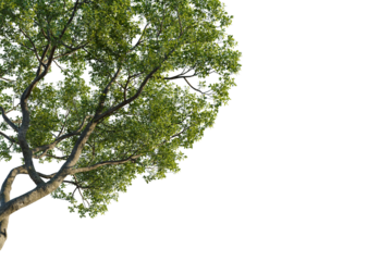 Ficus microcarpa Tree corner 4k isolate cutout