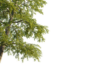 Ginkgo biloba Tree corner view cutout transparent background