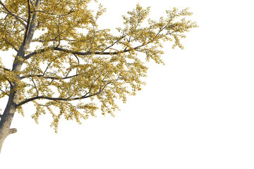 Ginkgo biloba Tree corner cutout transparent isolate on background