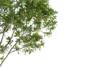 Indigofera heterantha Tree corner view cutout transparent background