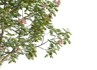 Koelreuteria paniculata Tree corner 4k isolate cutout
