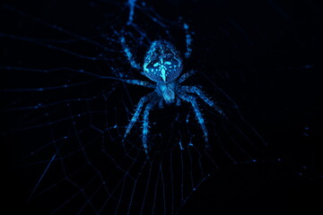 Blue spider on web in dark macro close-up, glowing effect