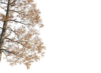 Metasequoia glyptostroboides Tree corner cutout transparent isolate on background