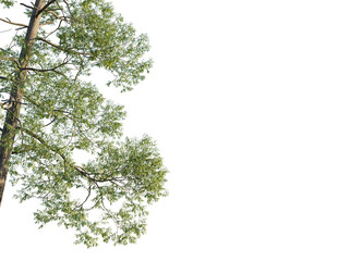 Metasequoia glyptostroboides Tree corner 4k isolate cutout