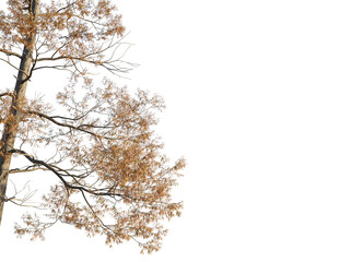 Metasequoia glyptostroboides Tree corner view 4k cutout