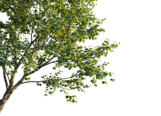 Obraz premium Platanus x acerifolia Tree corner view 4k cutout