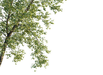 Obraz premium Populus x canadensis Tree corner 4k isolate cutout