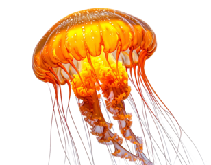 Orange jellyfish, translucent, glowing