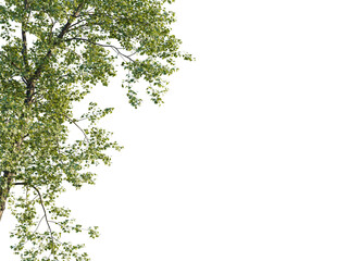 Populus x canadensis Tree corner view cutout transparent background