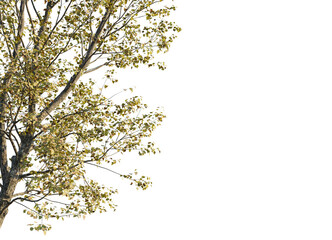 Populus x canadensis Tree corner view 4k cutout
