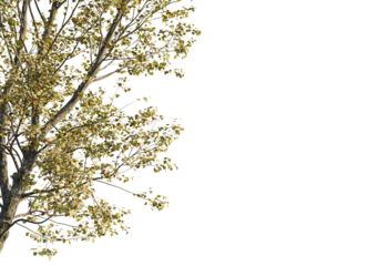 Populus x canadensis Tree corner view 4k cutout
