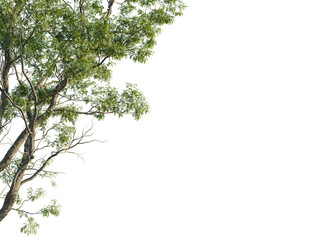 Robinia pseudoacacia Tree corner cutout transparent isolate on background