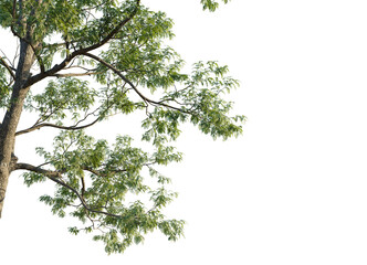 Robinia pseudoacacia Tree corner view cutout transparent background