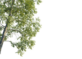 Tilia x europaea Tree corner 4k isolate cutout