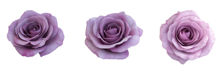 Lavender roses in various angles showcasing delicate petals and soft colors, detailed object