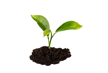 Green sprout growing from soil isolated on white background