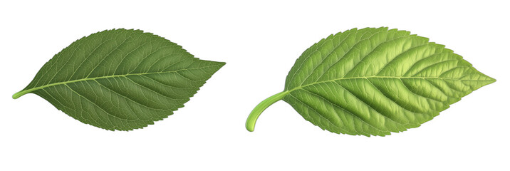 Naklejka premium Detailed illustration of green leaves showcasing texture and structure variations, clean PNG