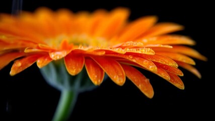 Close-up of an orange gerbera daisy with water droplets, showcasing intricate details and delicate beauty. - Powered by Adobe