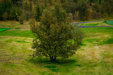 Lonely green tree standing on grassy meadow landscape