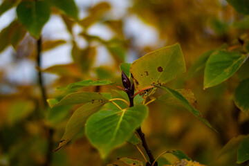 Closeup of autumn tree leaves with colorful background