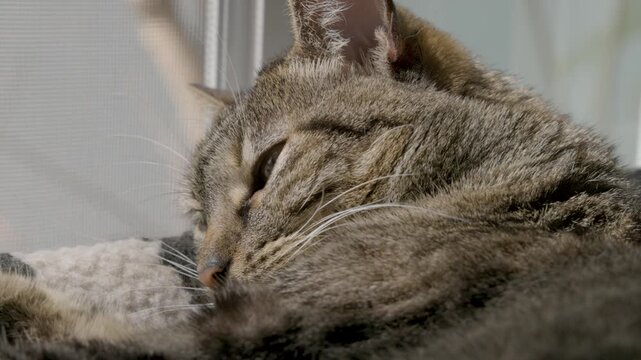 Cat Resting Peacefully in Sun