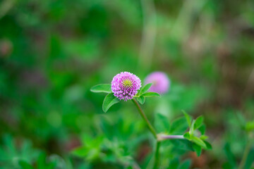 Closeup of pink clover flower in green meadow